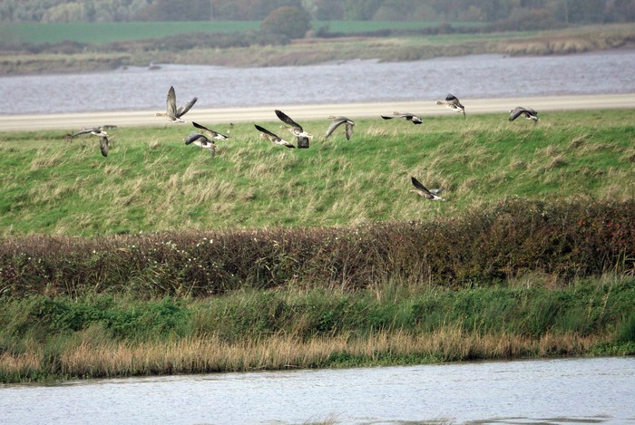 Russian White-fronted Goose