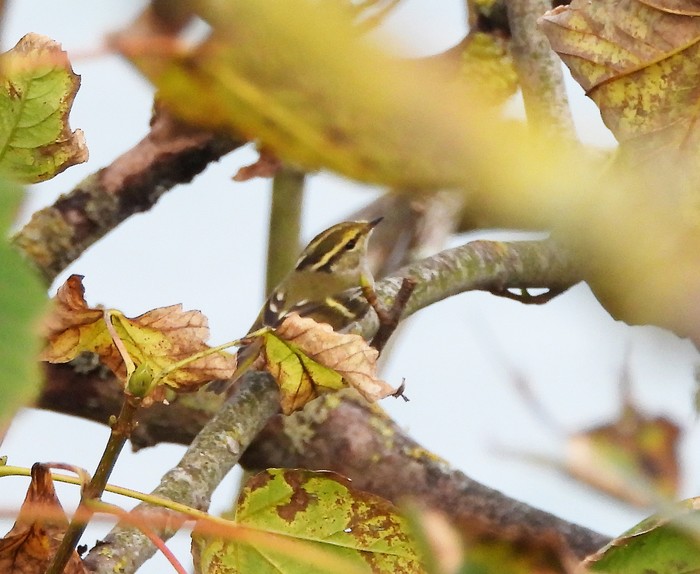 Pallas's Warbler