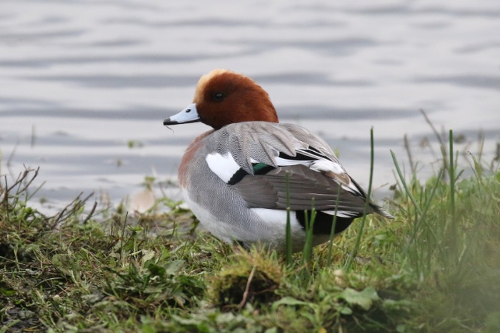 Wigeon