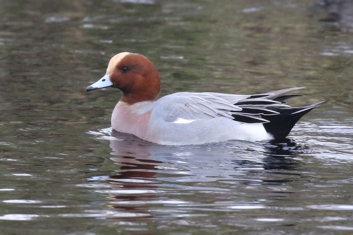 Wigeon