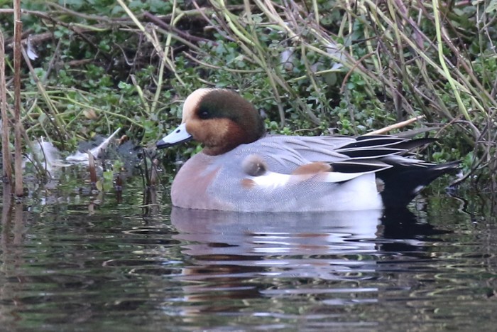Wigeon