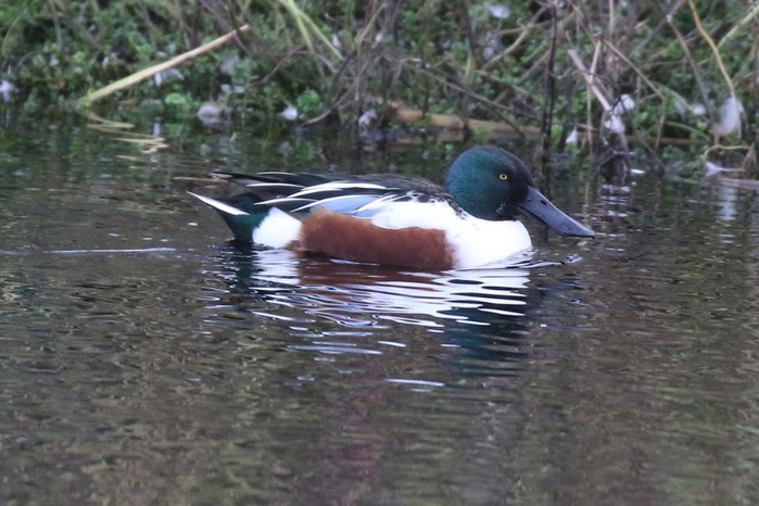 Shoveler