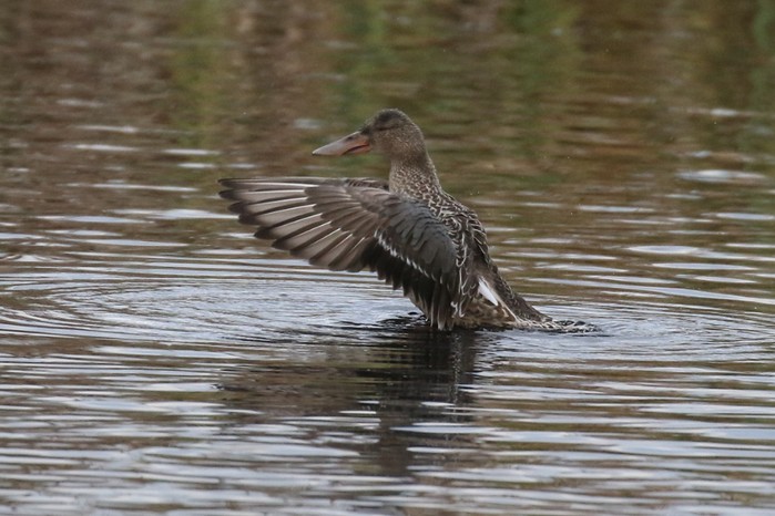 Shoveler