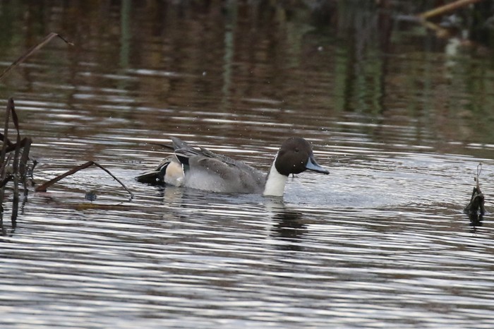 Pintail