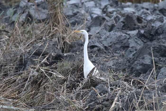 Great White Egret