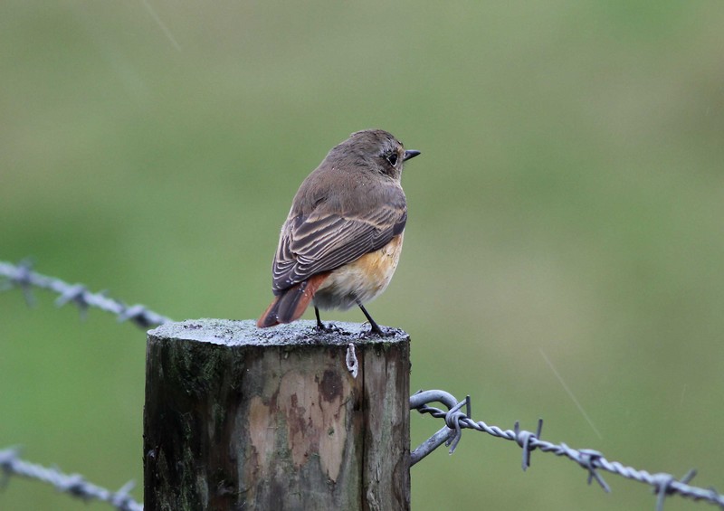 Redstart