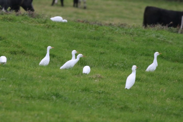 Cattle Egret