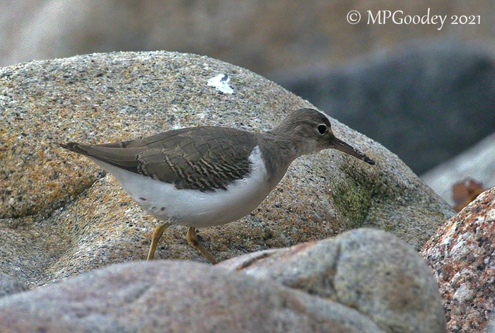 Spotted Sandpiper