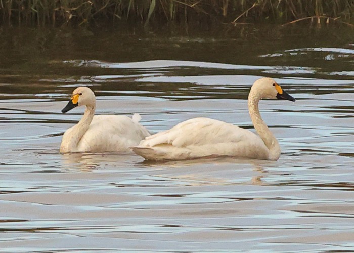 Bewick's Swan