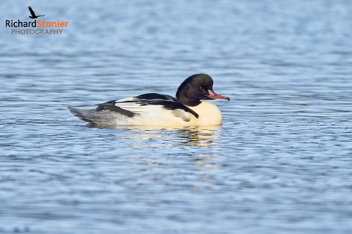 Goosander