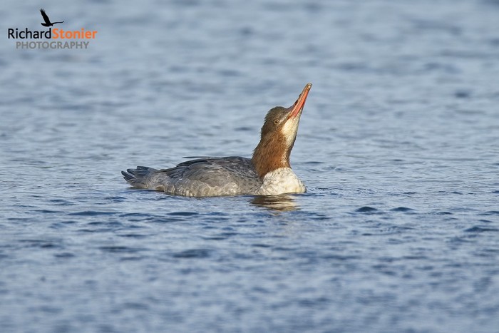 Goosander