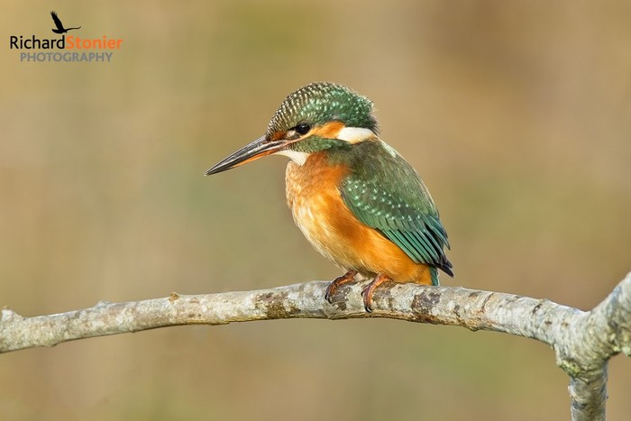 Kingfisher
