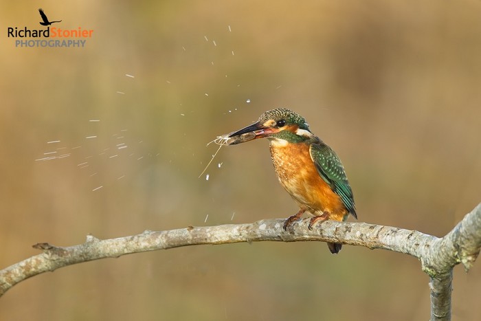 Kingfisher