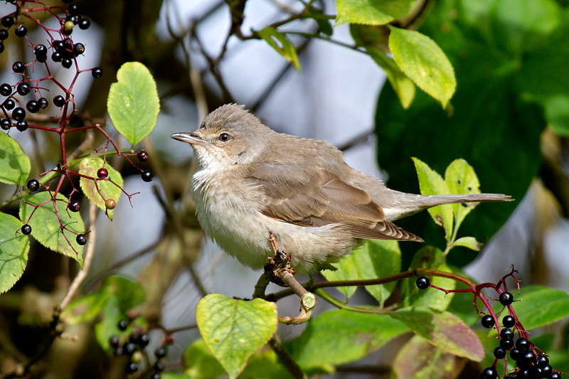 Barred Warbler