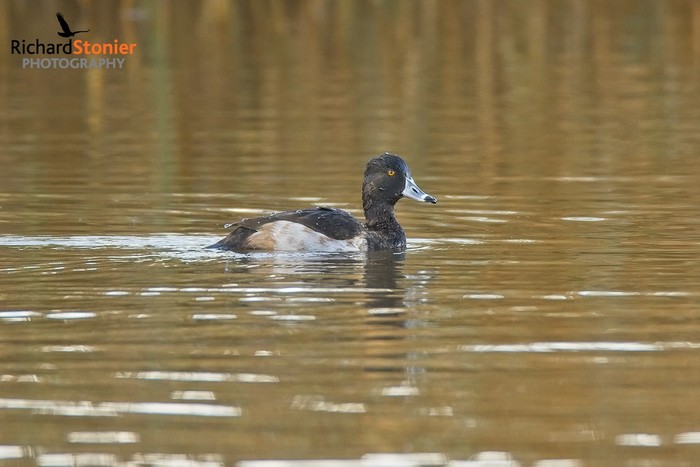 Ring-necked Duck