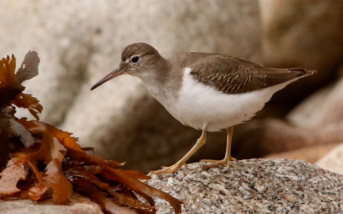 Spotted Sandpiper