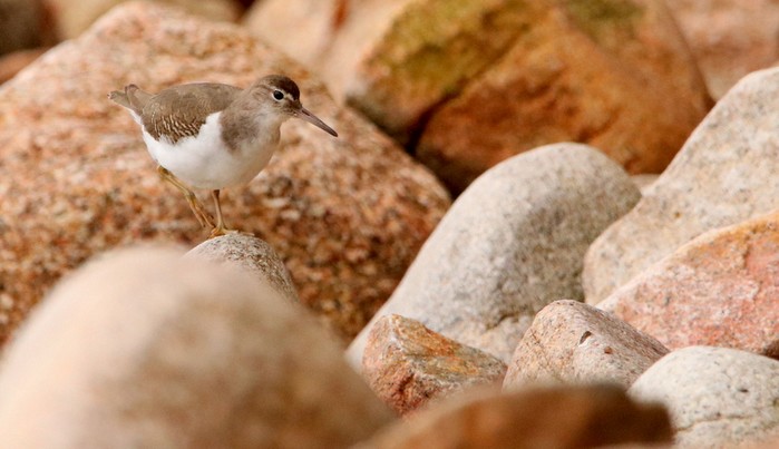 Spotted Sandpiper