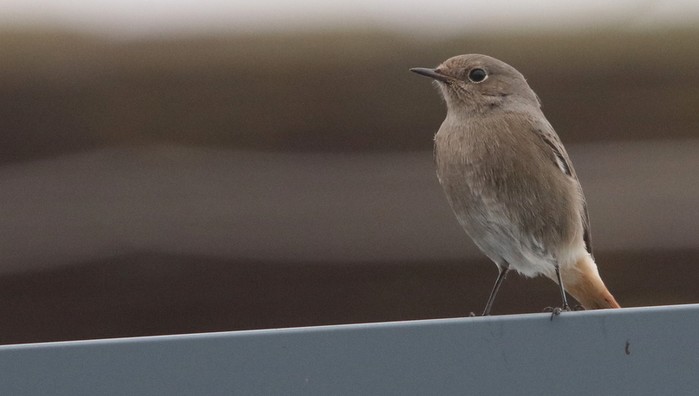 Black Redstart