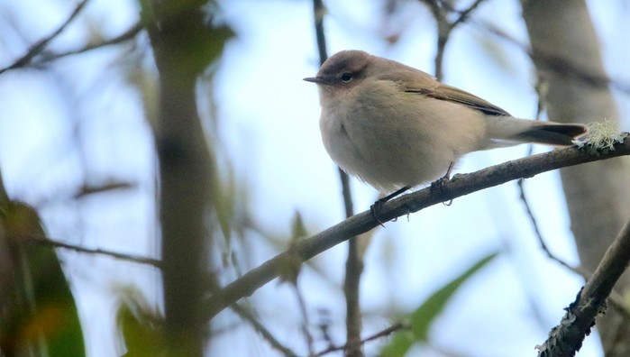 Siberian Chiffchaff