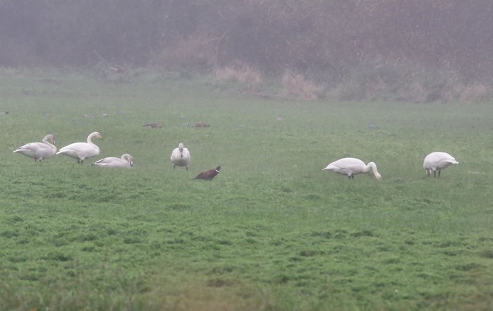 Whooper Swan