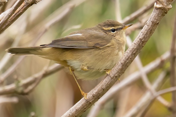 Dusky Warbler