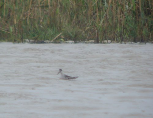 Red-necked Phalarope