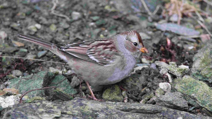White-crowned Sparrow
