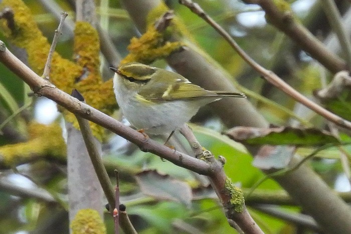 Pallas's Warbler