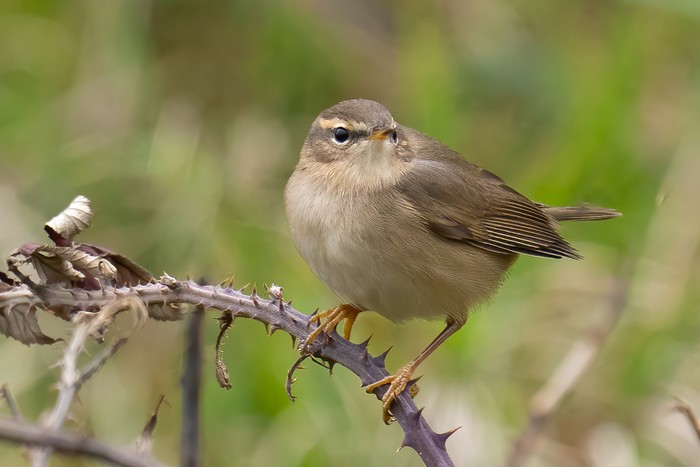 Dusky Warbler