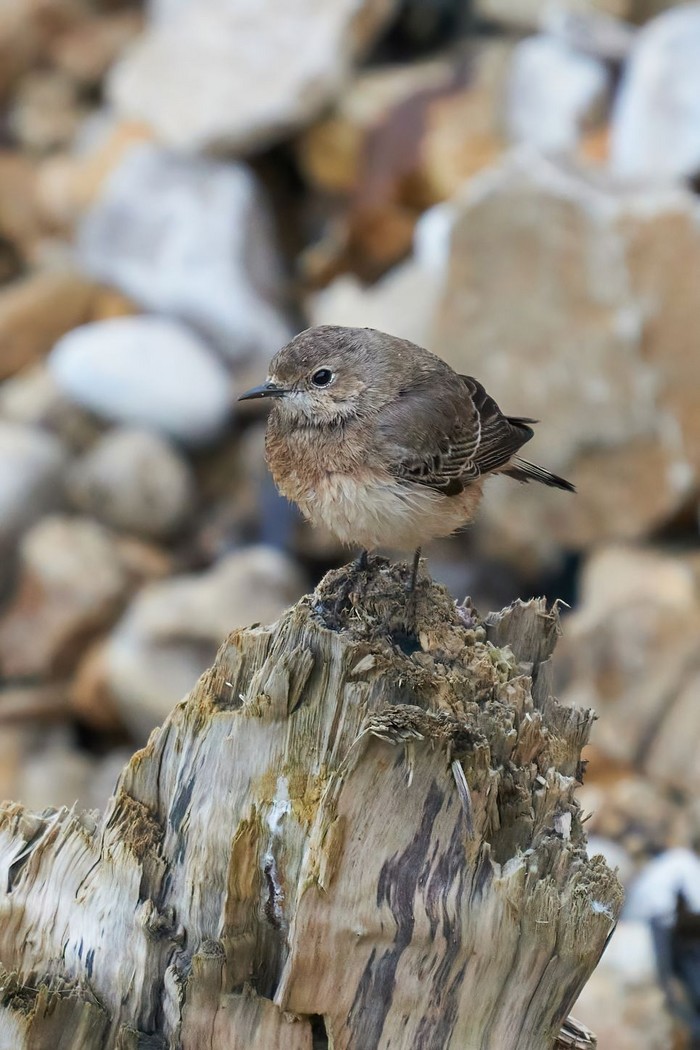 Pied Wheatear