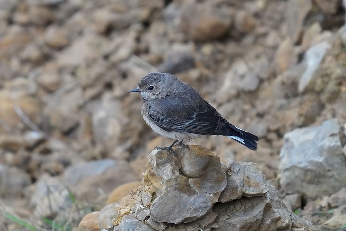 Pied Wheatear