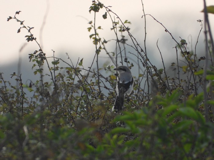 Great Grey Shrike
