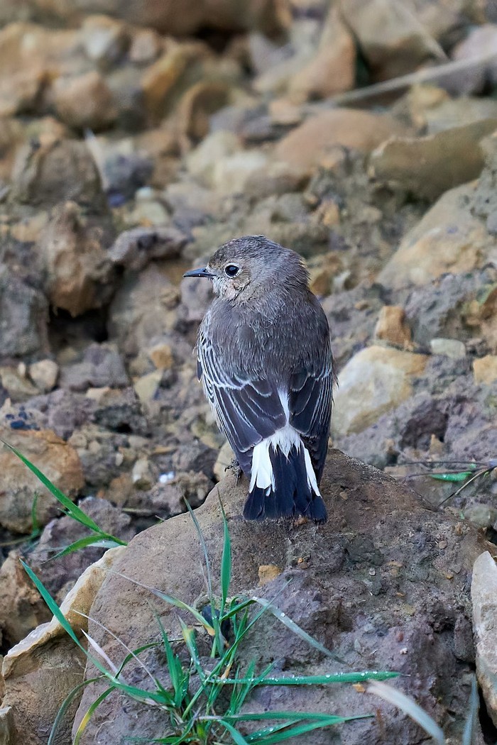 Pied Wheatear