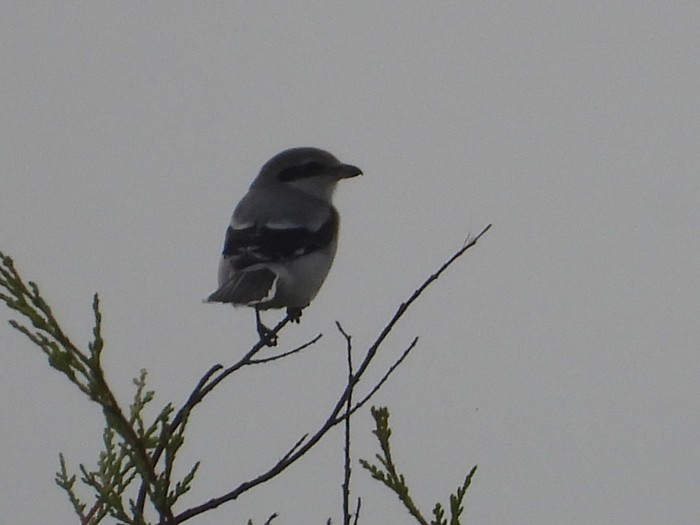 Great Grey Shrike