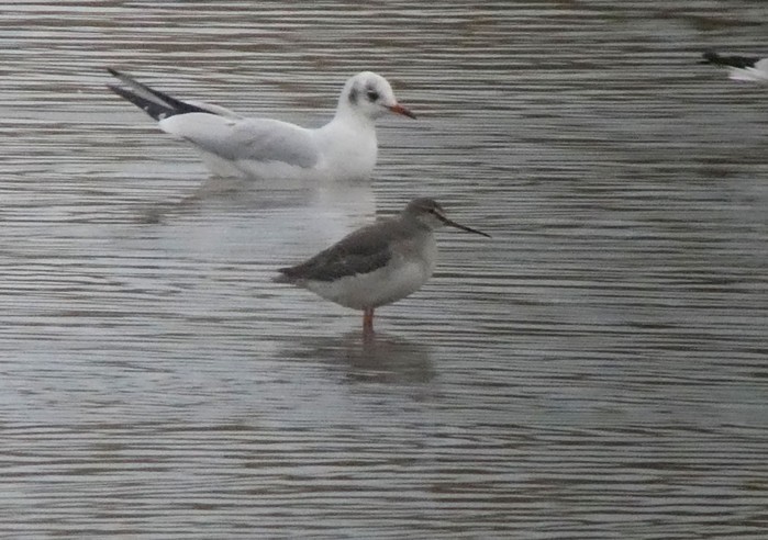 Spotted Redshank