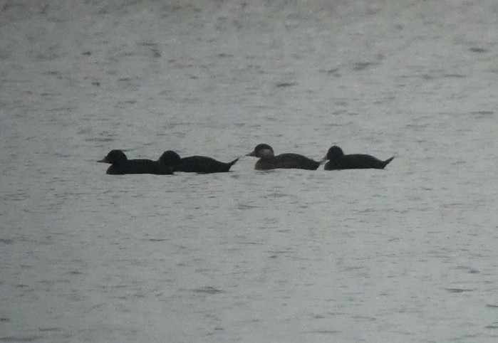 Common Scoter