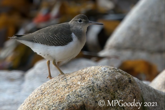 Spotted Sandpiper