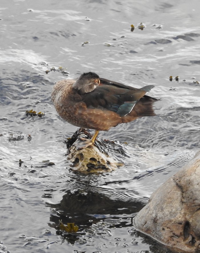 Wood Duck