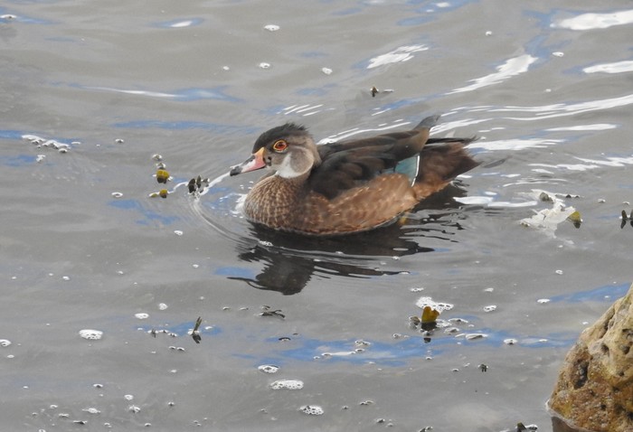 Wood Duck