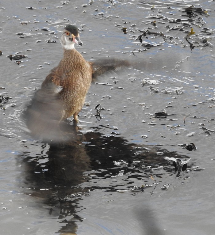 Wood Duck