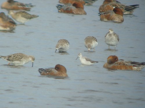 Wilson's Phalarope