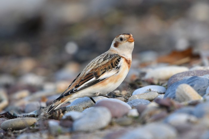 Snow Bunting
