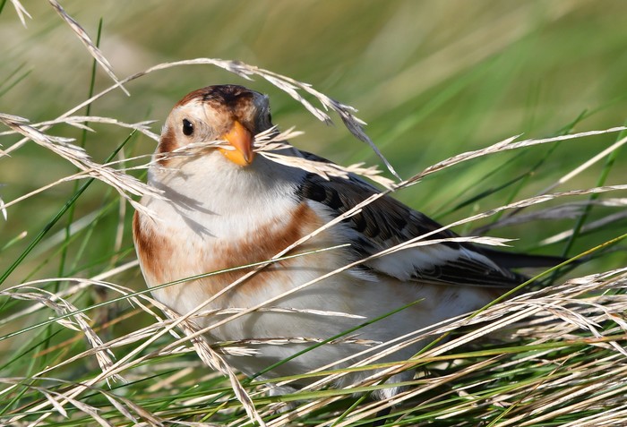 Snow Bunting