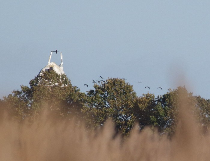 Common Crane