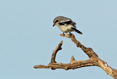 Great Grey Shrike
