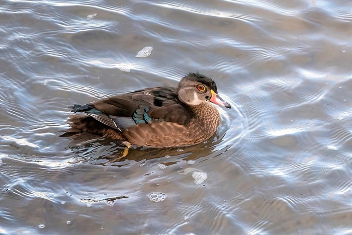 Wood Duck