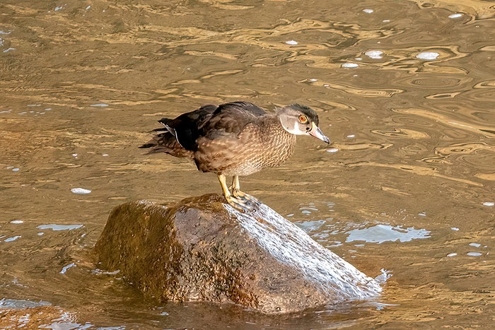 Wood Duck
