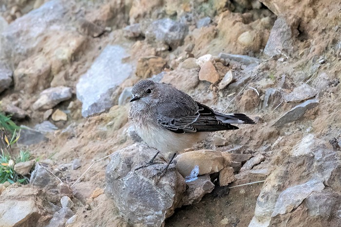 Pied Wheatear