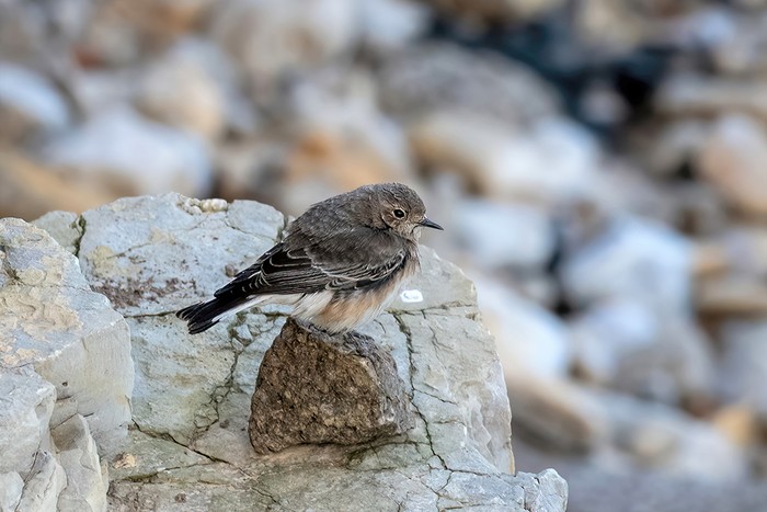Pied Wheatear