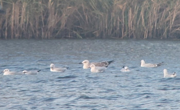 Caspian Gull